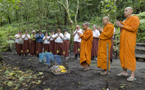 Meditasi dan Pembebasan Satwa